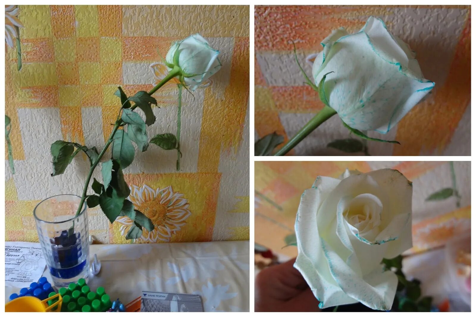 Что добавить в воду к розам. Подкрашенные розы. Опыт окрашивание розы. Эксперимент с белой розой и красителями.