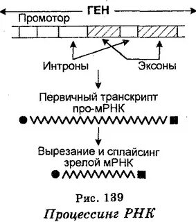 Процессинг первичного транскрипта