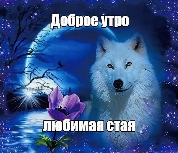 Любимая стая. Любимая стая