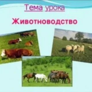 Тема животноводство 3 класс