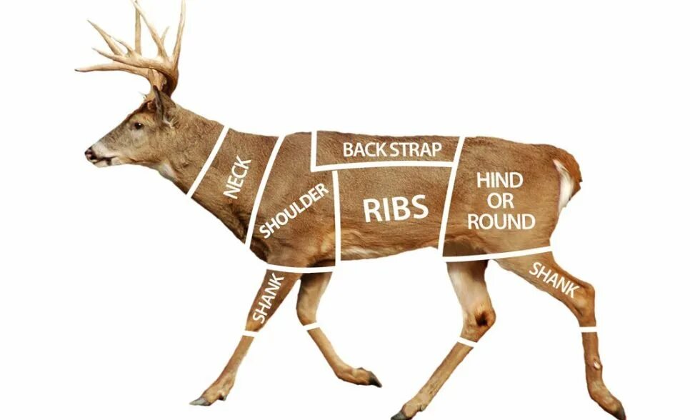 Анатомия оленя. Якутские узоры рога олени. Северный олень строение тела. Deer parts. Строение косули.