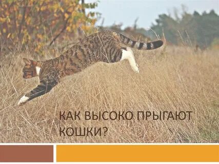 Как прыгать как кошка человеку
