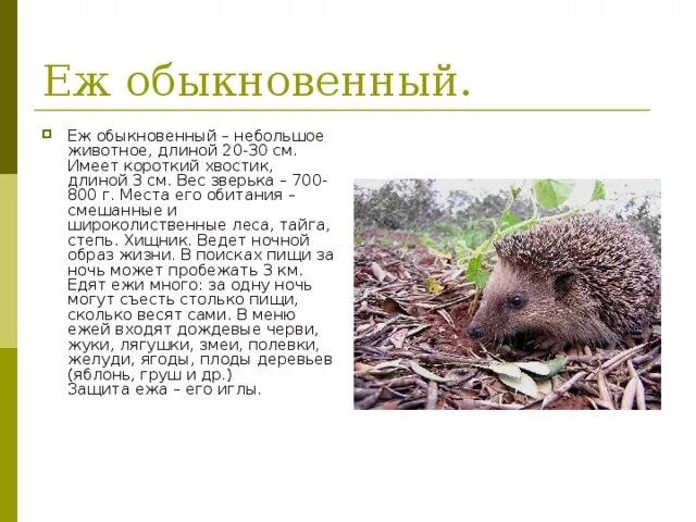 Прочитайте текст и выполните задание обыкновенный еж. Ёж обыкновенный краткое описание. еж обыкновенный описание кратко. описание ежа обыкновенного. ёж обыкновенный красная книга.
