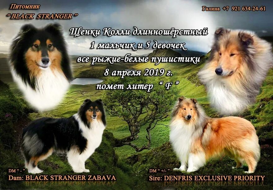 Шелти белая. Заводчик колли. Имена для колли. Колли мальчик. Клички собак на английском.