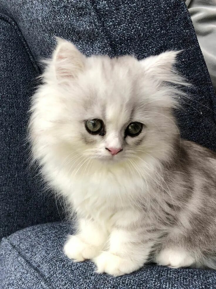 Британская длинношёрстная кошка рыжая. Маленькие кошки и пушистые. Котята милые и пушистые. Пушистые котята. Пушистые котята.