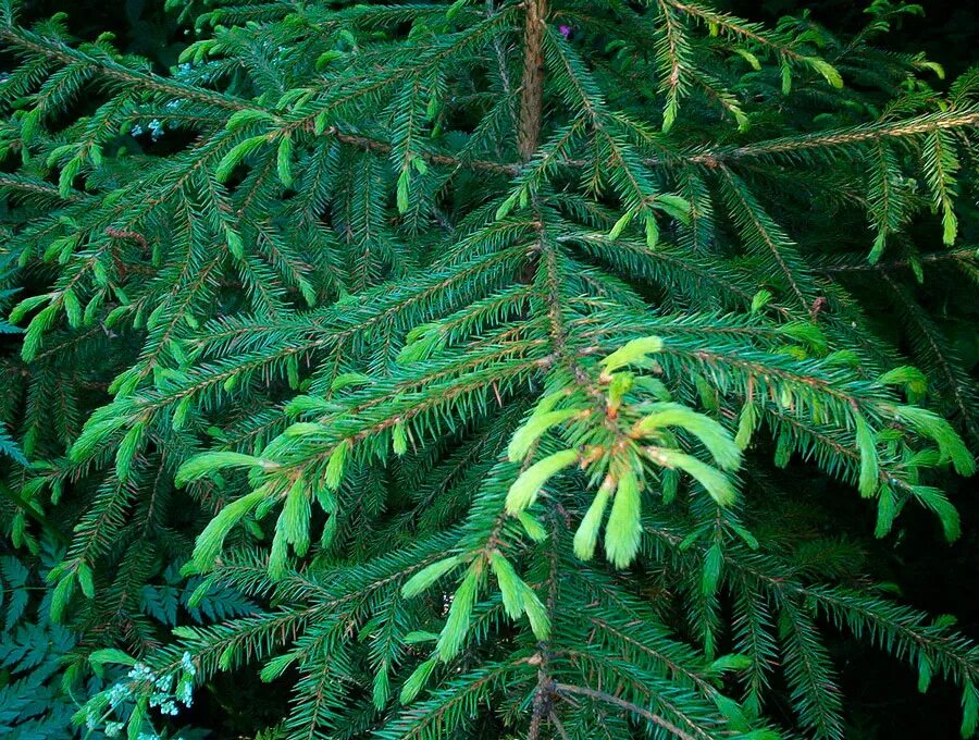 Ель корейская (Picea koraiensis). Ель Сибирская Picea obovata. Ель Аянская корейская. Ель обыкновенная Picea Abies 'Rydal'.