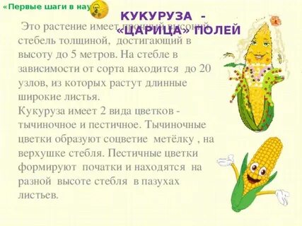 Кукуруза загадка