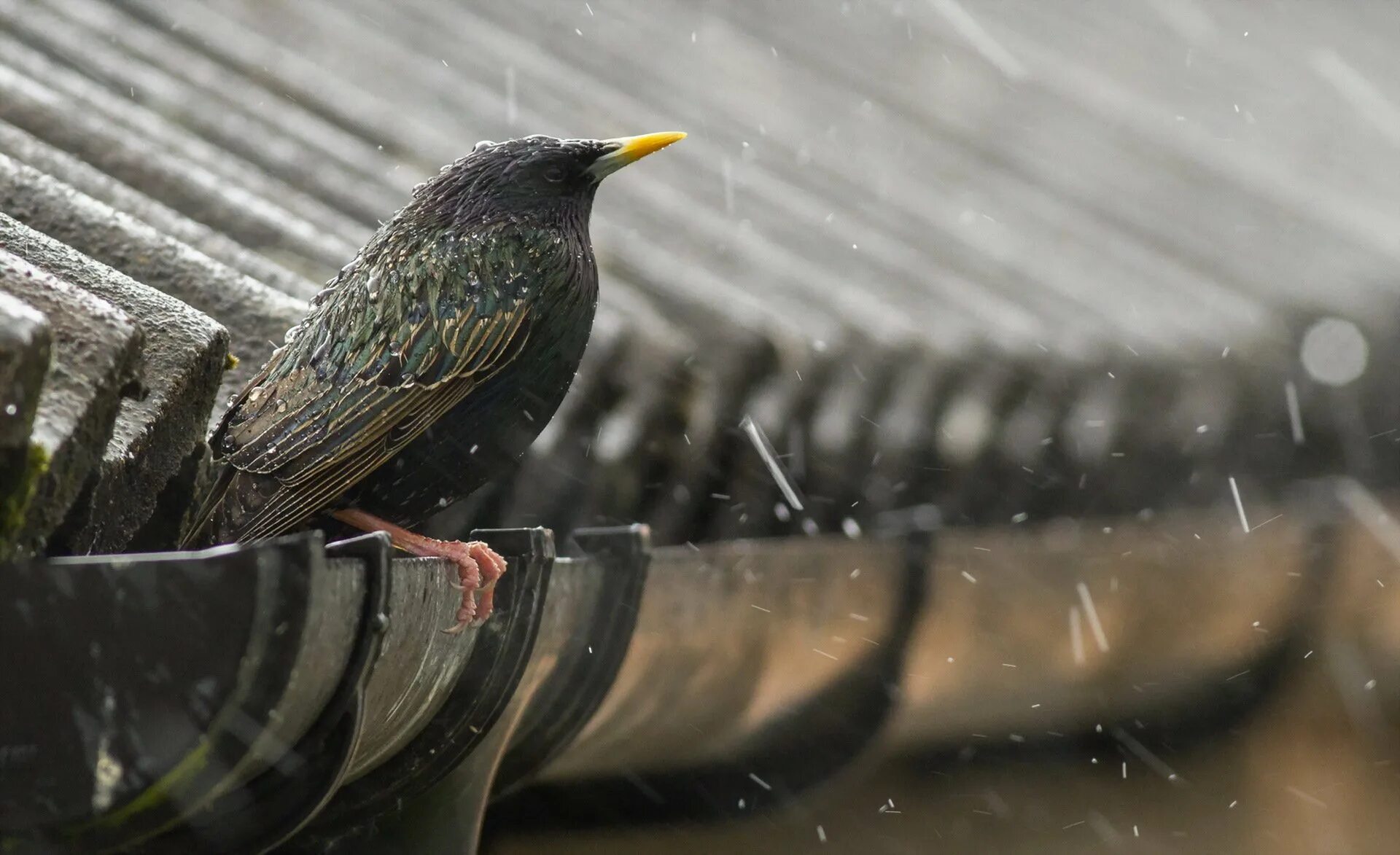 Скворец. Птица под дождем. Скворец под дождём. Мокрая птица.