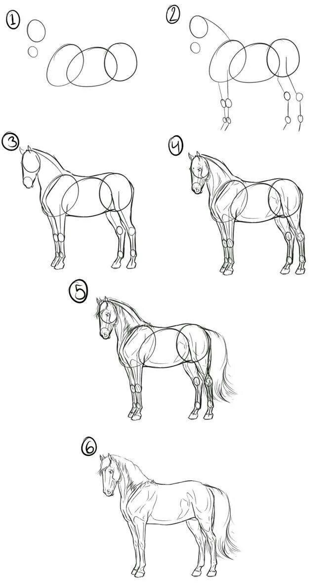 Как научиться рисовать лошадь. Пошаговое рисование лошади. Лошадь карандашом. Схема рисования лошади карандашом. Покажи как поэтапно нарисовать