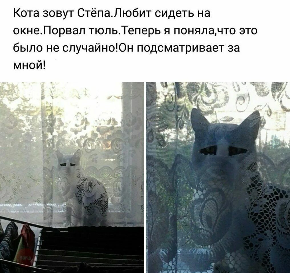 смешные фразы про котов.