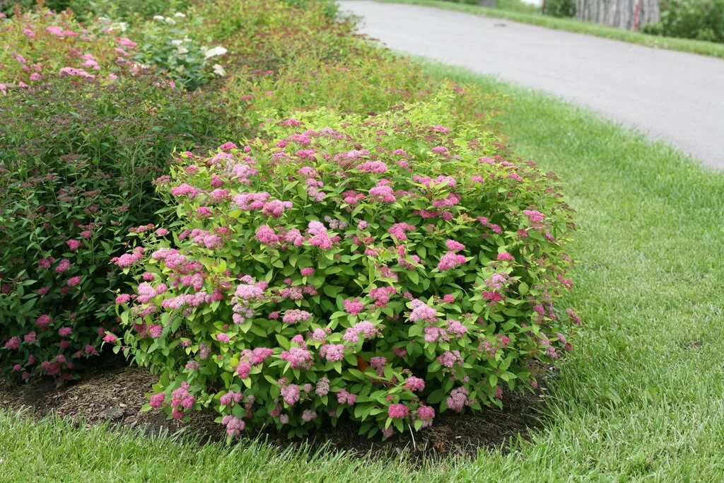 Спирея японская double play. Спирея японская (spiraea japonica `froebelii). спирея японская кантри ред. спирея широбана. спирея гелвес рейнбоу.