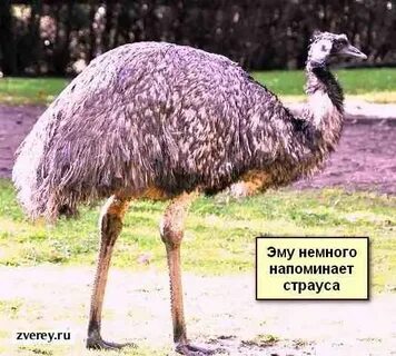 Где обитает страус эму