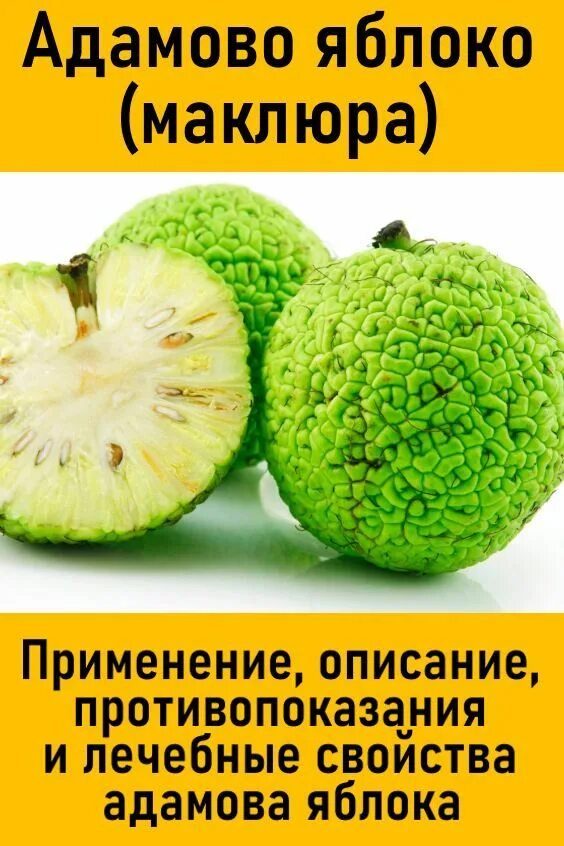 Адамово яблоко свойства. Адамово яблоко. Маклюра в разрезе. Адамово яблоко фото и описание. Адамово яблоко еда.