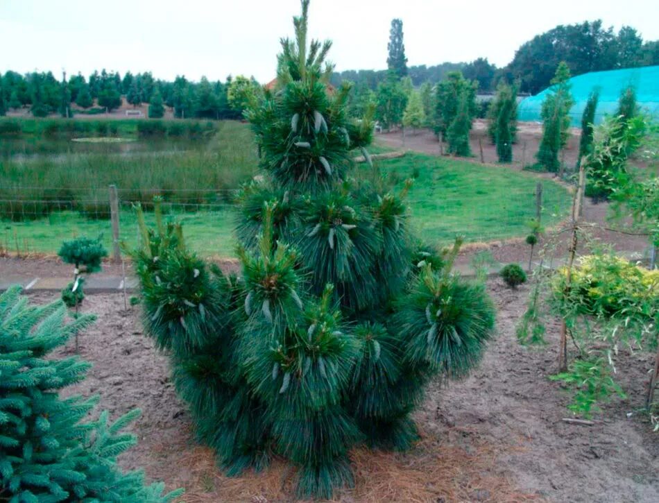 Сосна шверина описание и фото. Сосна шверина wiethorst. сосна шверина &quot;wiethorst&quot; (витхорст). сосна веймутова витхорст. сосна шверина (сорт &#039;wiethorst&#039;).