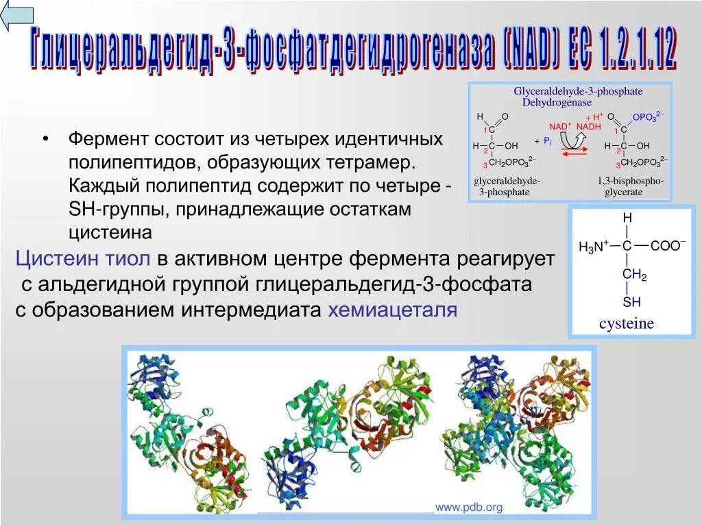 Образует полипептид. Полипептид. Полипептид состоит из. Ферменты это полипептиды. Из чего состоит полипептид.