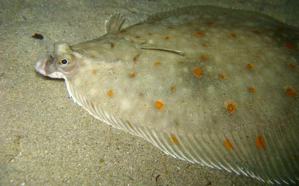 Как выглядит рыба язык Pictures: Odd Deep-Sea Creatures Found at Volcanoes, Canyons Deep sea animals, D