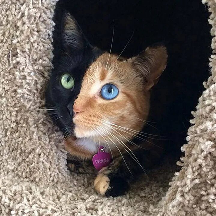 Включи самый лучший кот. Двуликая кошка венера. кошка венера химера. самые красивые кошки. самый красивйкот в мире.