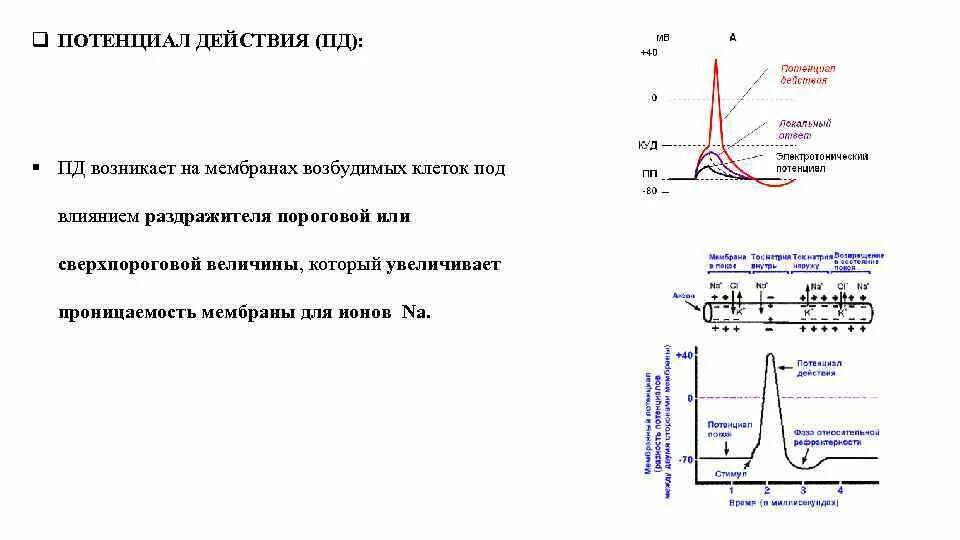 Потенциал действия физиология это. График потенциала действия физиология. Потенциал действия возникает на мембране. Фазы потенциала действия физиология. Схема потенциала действия физиология.