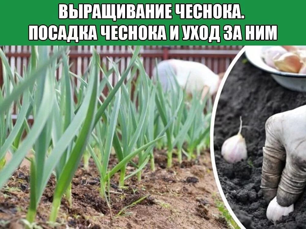 Как сажают под