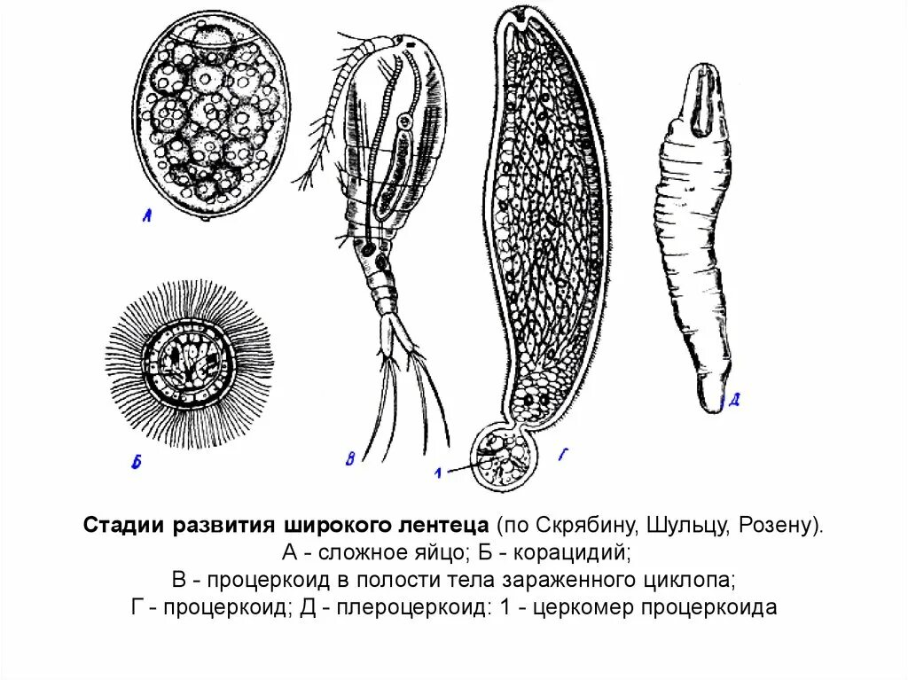 Стадии развития широкого лентеца. Личиночные стадии широкого лентеца. Широкий лентец жизненный цикл схема. Широкий лентец цикл развития схема.