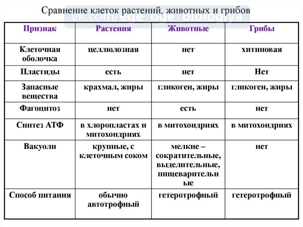 Сравнение животной растительной и грибной клетки таблица. Сравнение животной растительной грибной и бактериальной клетки. Сравнение клеток растительных и животных и грибов бактерий. Сравнение клеток растений и животных и грибов.