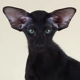 Кот похожий на летучую мышь