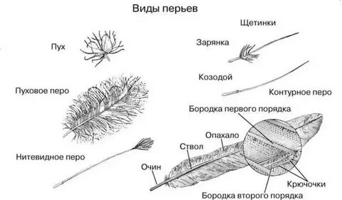Контурное и пуховое перо