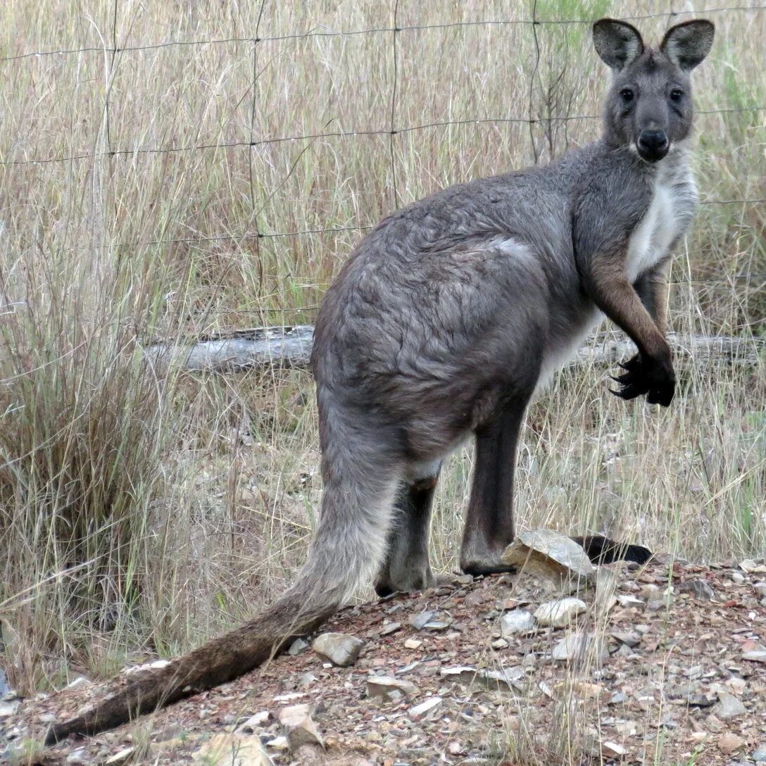 Исполинский кенгуру тип развития. Валлару кенгуру. Горный кенгуру. Исполинский кенгуру. Macropus antilopinus.