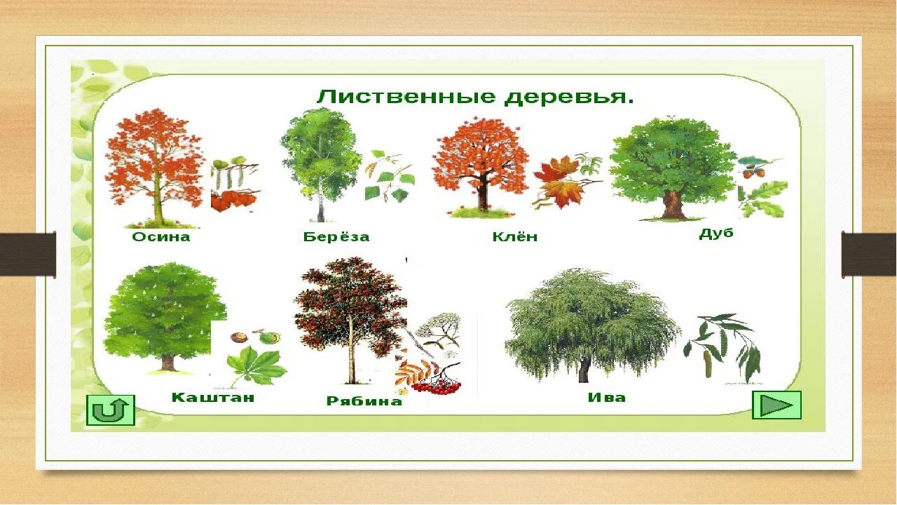 Деревья береза клен рябина. Лиственные деревья деревья. Лиственные растения для детей. Лиственные деревья для дошкольников. Лиственные и хвойные деревья для дошкольников.