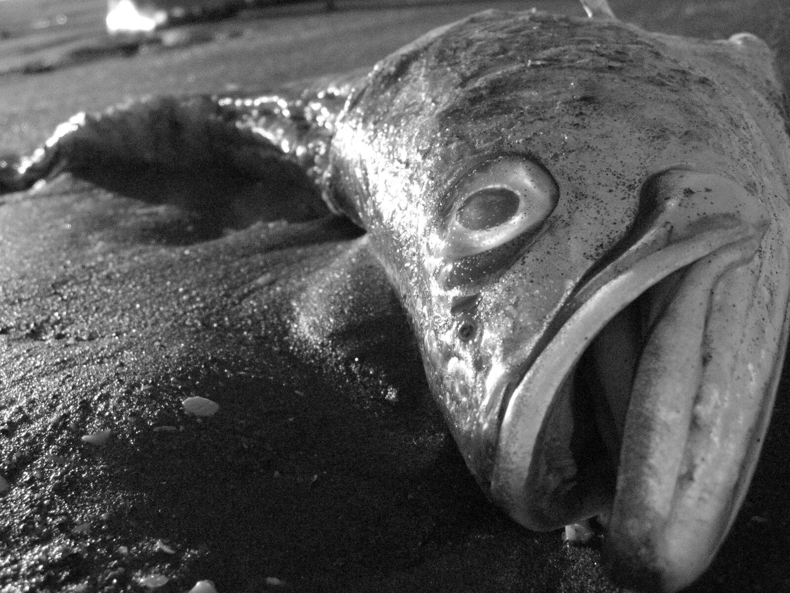 Сон мертвые рыбки. Снулая рыба.