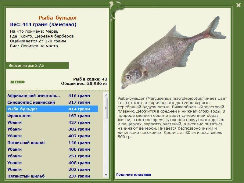 1. Рыба шильб пятнистая. Рыба бульдог. Рыбалка в конго. Московский зоопарк рыбы.