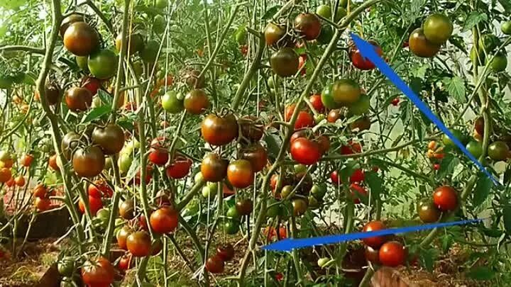 Выращивание помидоров для начинающих. Два томата в одну лунку в теплице. Томаты по 2 куста в лунку. Помидоры с двумя корнями. Посадка двух томатов в одну лунку в теплице.