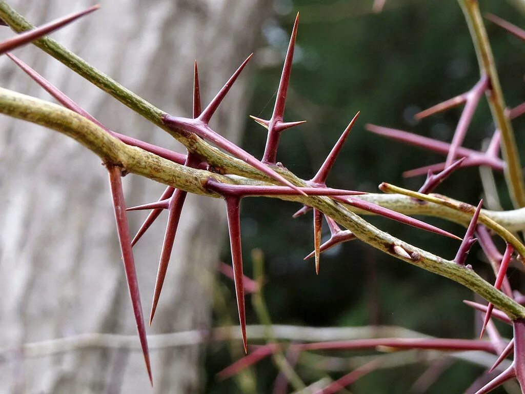 Растения с шипами. Protection thorns. Колючки барбтернаариса. Молочай с колючками. Терновник эстетика.