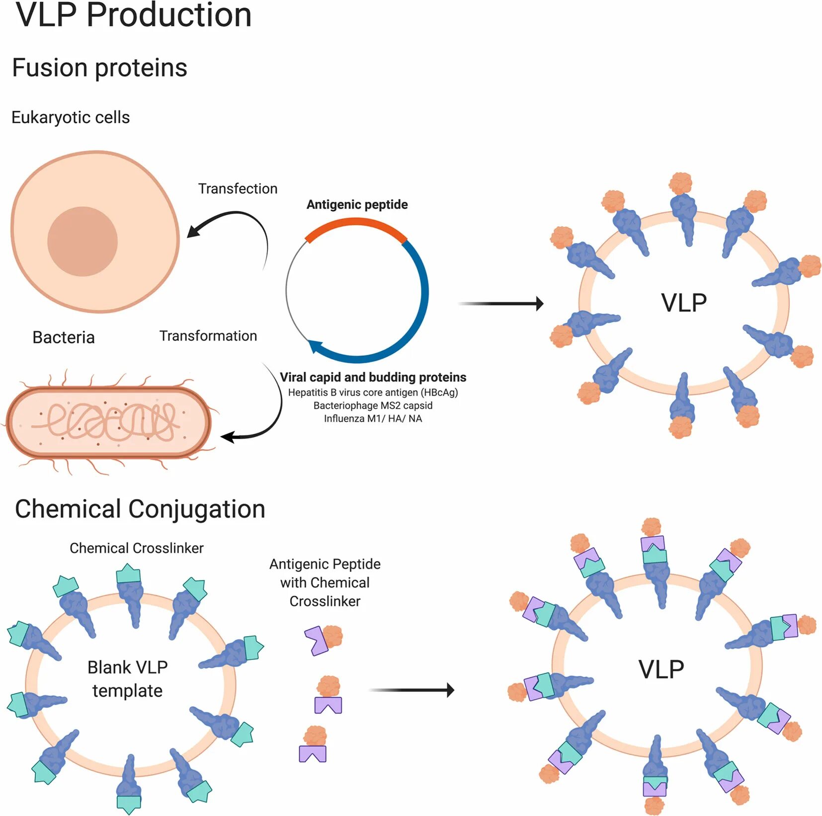 Like virus. РНК вакцины. Virus like Particles vaccine. Принцип создания РНК вакцин. РНК вакцины примеры.