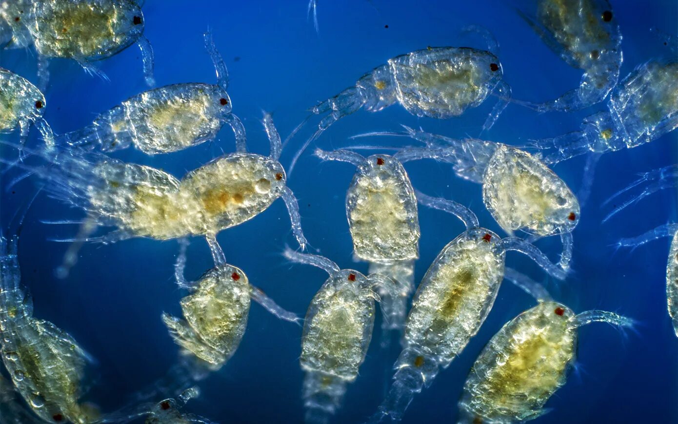 Биомасса фитопланктона в теплых морях больше. Циклоп зоопланктон. Зоопланктон и фитопланктон. Фитопланктон нанопланктон зоопланктон. Фитопланктон зоопланктон перифитон.