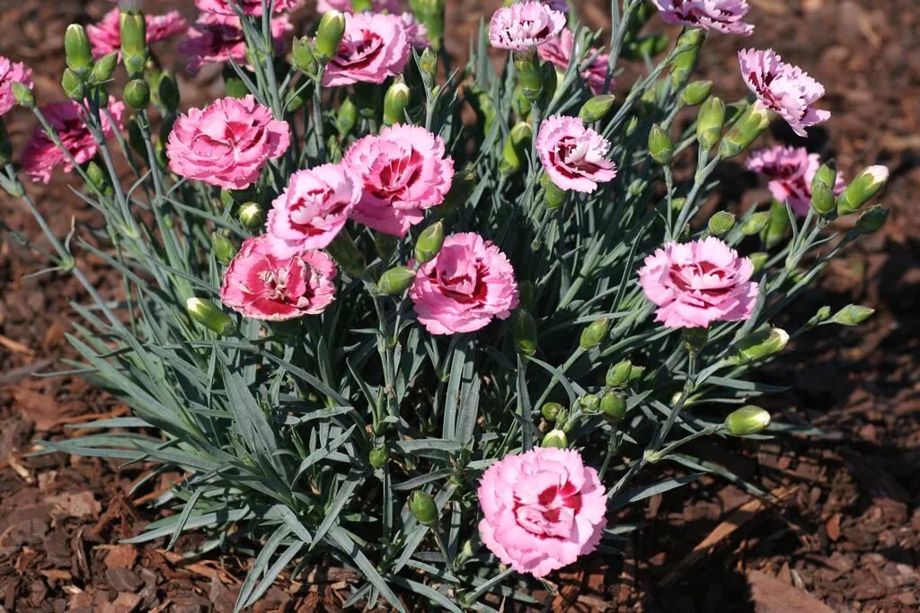 Садовая гвоздика (Dianthus caryophyllus). Гвоздика Садовая Шабо. Гвоздика Шабо травянка. Голландская Садовая гвоздика Шабо. Гвоздика многолетник