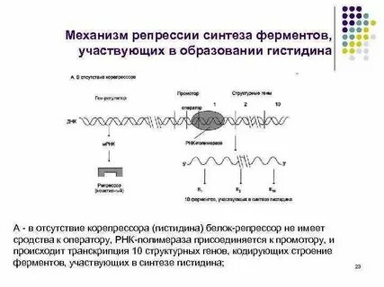 Репрессия ферментов