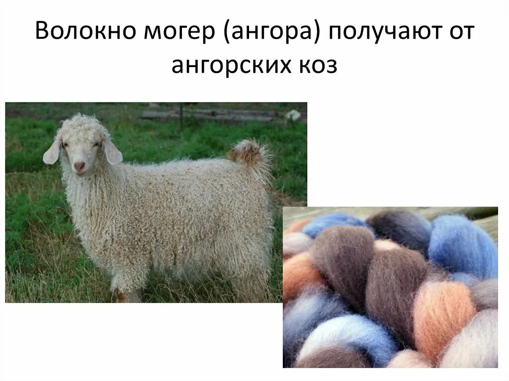 Goat (ангорская коза). Загорская коза. Ангорская коза мохер. Домашние животные которых используют шерсть. Ангорская коза.