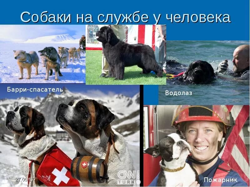 Собаки на службе у человека. Собака друг человека. Животные помощники человека. Служебные собаки спасатели.