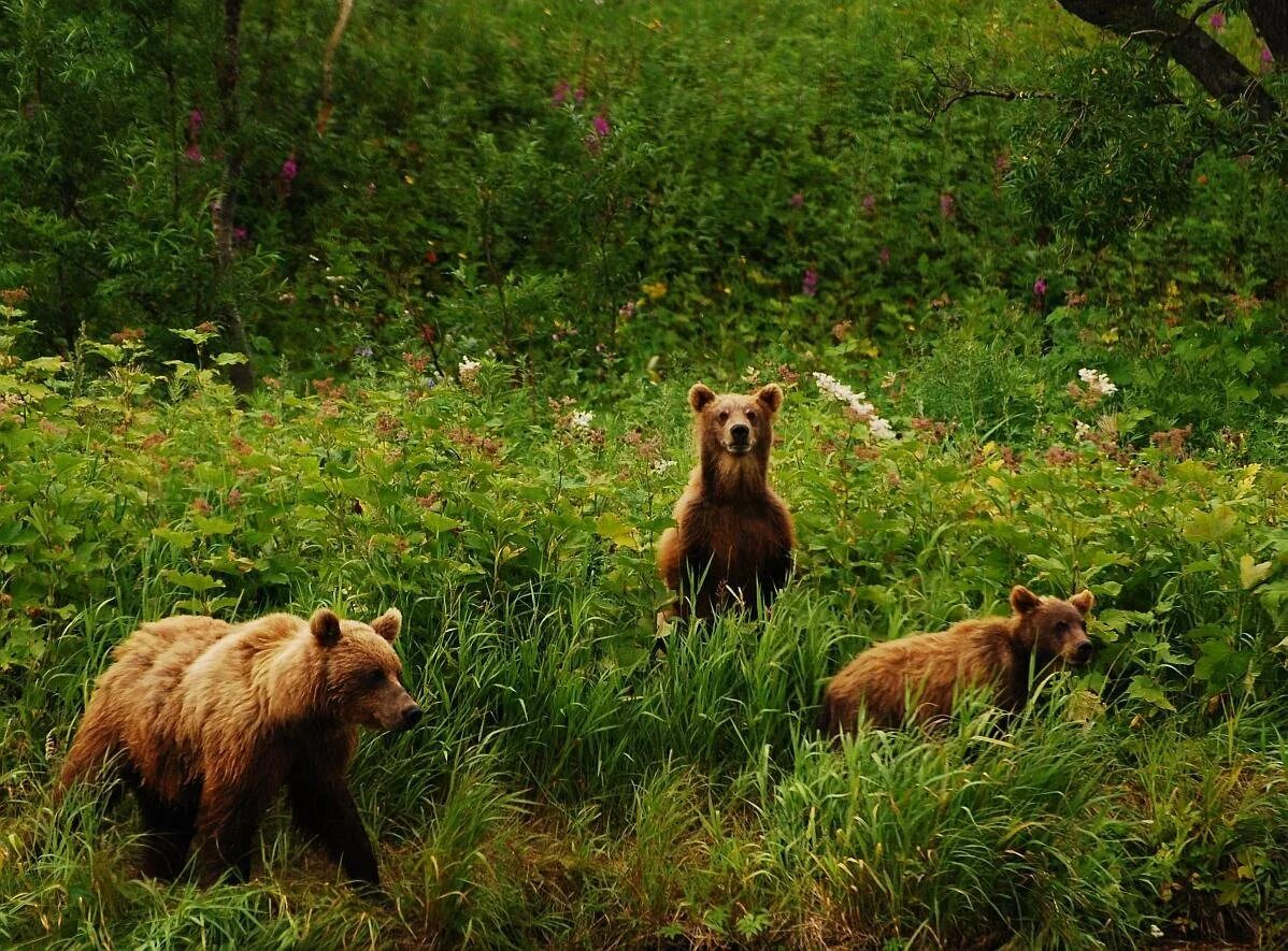 Три медведя. Отряд медвежата. Три медведя фотографии. Фотографии 3 медведей