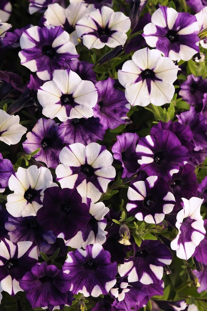 петуния шок вейв дип перпл. петуния shock wave. петуния тай. петуния мультифлора "мерлин" смесь f1. петуния тай.