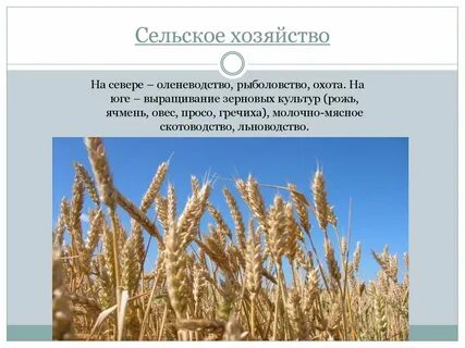 Главные культуры зерновой культуры и технические