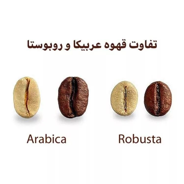 Кофе робуста отличается. Кофе в зернах Арабика и Робуста. Кофе зерновой Арабика и Робуста. Зерна кофе Арабика Робуста Либерика. Сорта кофе Арабика и Робуста.