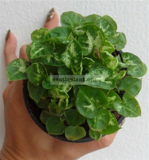 Сингониум энджел бейби. Сингониум pixie. Сингониум сильвер перл. Сингониум мини ангел беби. Сингониум сильвер.