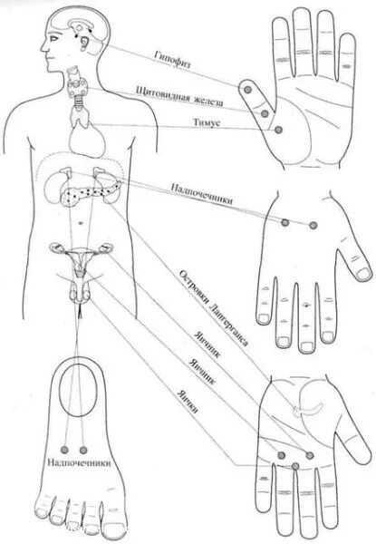 Точка простаты. Су Джок массаж ладони. Точки для массажа Су Джок. Су Джок энергетические точки. Су Джок точки акупунктуры.