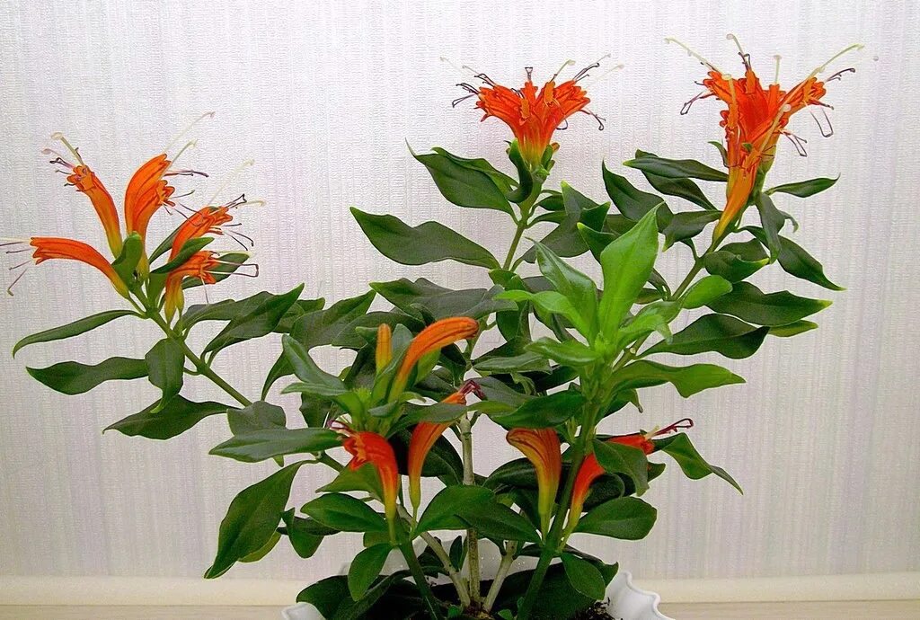 Эсхинантус великолепный (aeschynanthus speciosus). Эсхинантус колумнея. Эсхинантус жар птица цветок. Эсхинантус жар птица оранжевый. Эсхинантус оранжевый.