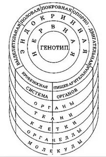 Структура сложной биологической системы
