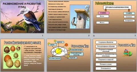 Биология размножения птиц