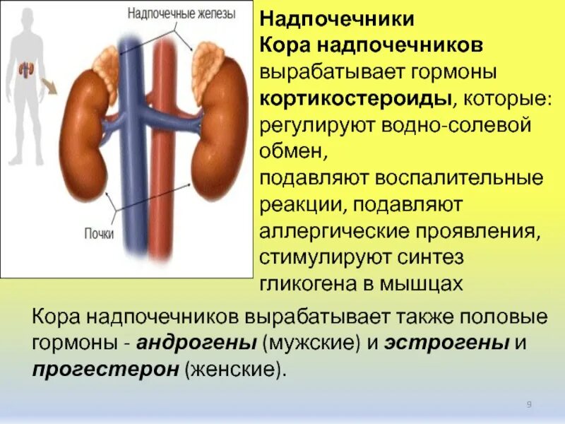 Что выделяют надпочечники. Надпочечники. Функции надпочечника человека. Надпочечники эндокринная система. Гормоны почек и надпочечников.