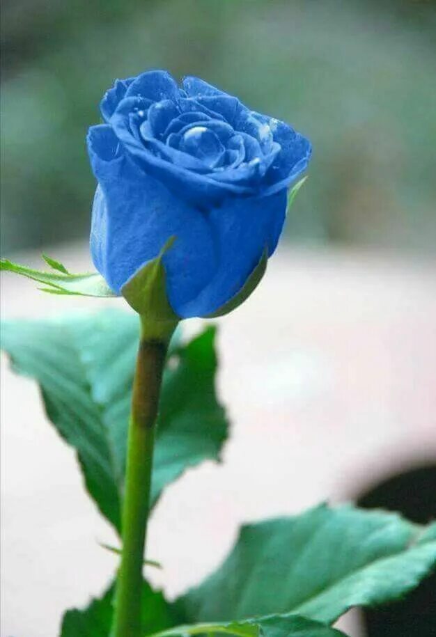 Blue flower wallpaper, Blue rose bouquet, Blue roses